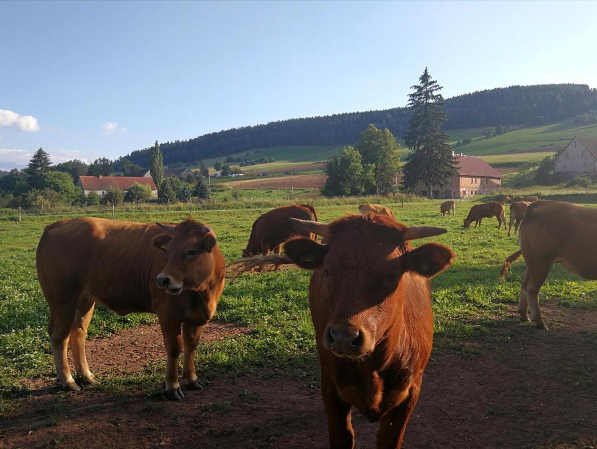 Agroturystyka "U Kasi" Scinawka Gorna 외부 사진